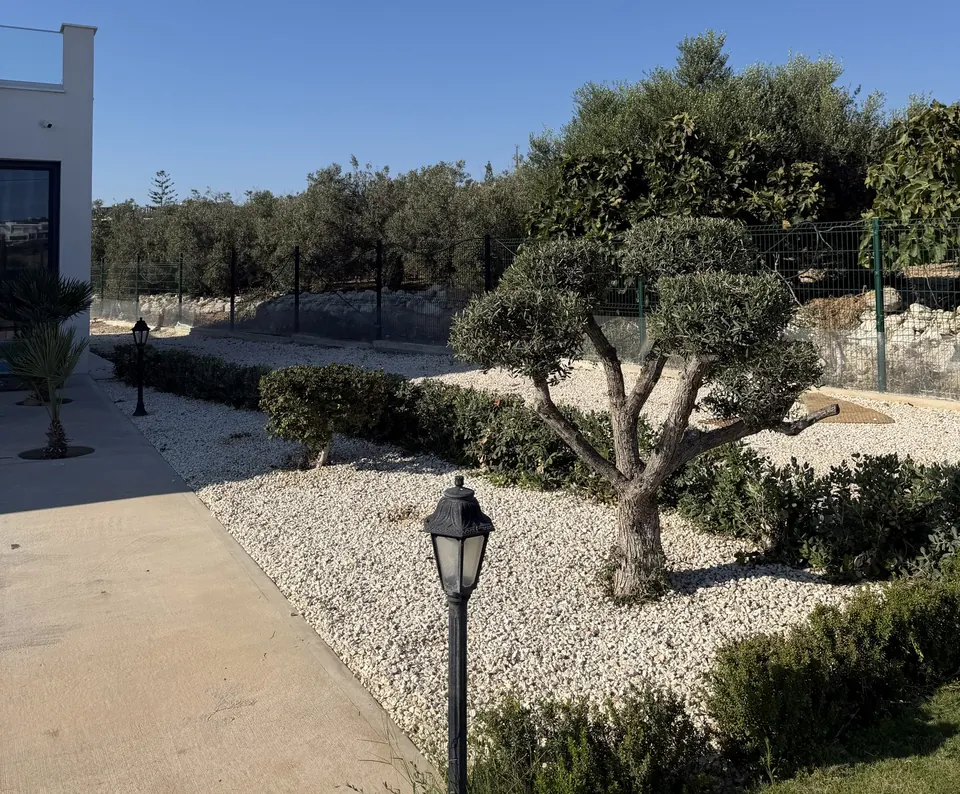 Shaped olive tree in a white stone bed