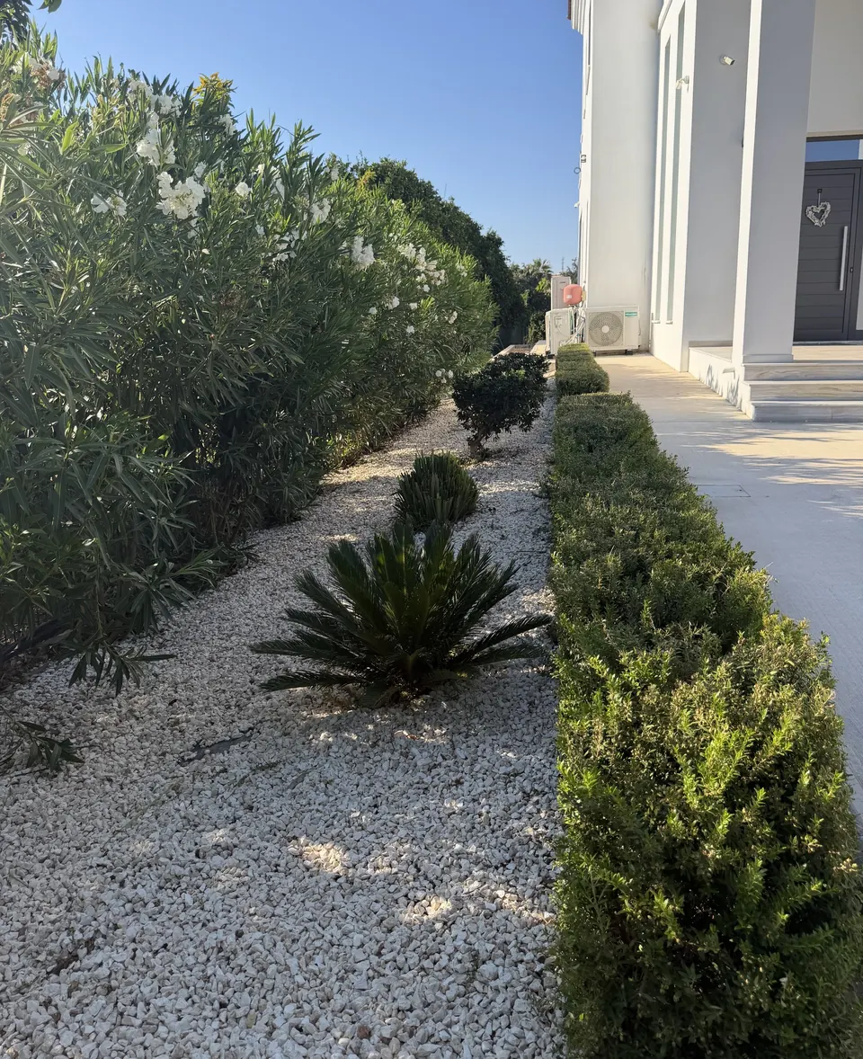 Side bed with stone, cycas and a clipped hedge